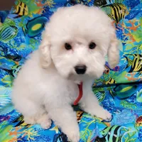 Casper, a male Poodle - Toy  for sale in Fremont, OH – Photo 8 of 10