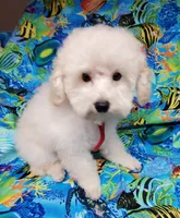Casper, a male Poodle - Toy  for sale in Fremont, OH – Photo 8 of 10