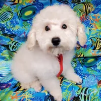 Casper, a male Poodle - Toy  for sale in Fremont, OH – Photo 9 of 10