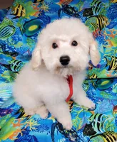 Casper, a male Poodle - Toy  for sale in Fremont, OH – Photo 9 of 10