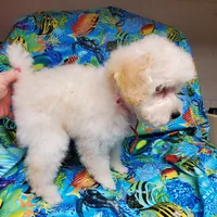 Casper, a male Poodle - Toy  for sale in Fremont, OH – Photo 7 of 10