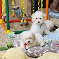 Casper, a male Poodle - Toy  for sale in Fremont, OH – Photo 10 of 10