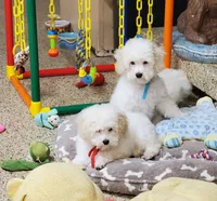 Casper, a male Poodle - Toy  for sale in Fremont, OH – Photo 10 of 10
