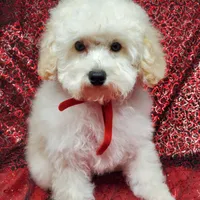 Casper, a male Poodle - Toy  for sale in Fremont, OH – Photo 1 of 10