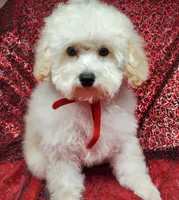 Casper, a male Poodle - Toy  for sale in Fremont, OH – Photo 1 of 10