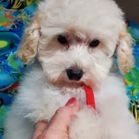 Casper, a male Poodle - Toy  for sale in Fremont, OH – Photo 6 of 10