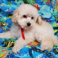 Casper, a male Poodle - Toy  for sale in Fremont, OH – Photo 3 of 10