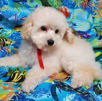 Casper, a male Poodle - Toy  for sale in Fremont, OH – Photo 3 of 10