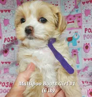 Boots, a female Maltese and Poodle - Toy  for sale in Fremont, OH – 8 of 9