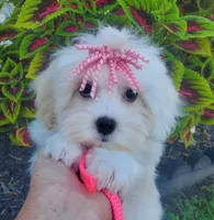 Bambi, a female Maltipoo for sale in Fremont, OH – 9 of 10
