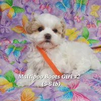 Bella, a female Maltese and Poodle - Toy  for sale in Fremont, OH – 4 of 10