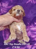Socks, a female Poodle - Toy  for sale in Fremont, OH – 4 of 10