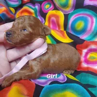 Candy, a female Poodle - Toy  for sale in Fremont, OH – 6 of 7