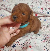 Toby, a male Poodle - Toy  for sale in Fremont, OH – 4 of 6