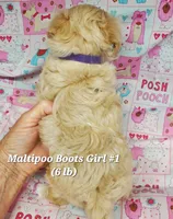 Boots, a female Maltese and Poodle - Toy  for sale in Fremont, OH – 7 of 9