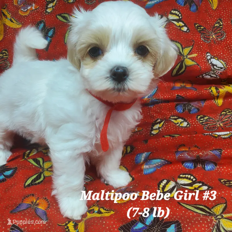 Bambi – Maltipoo puppy for sale in Fremont, OH