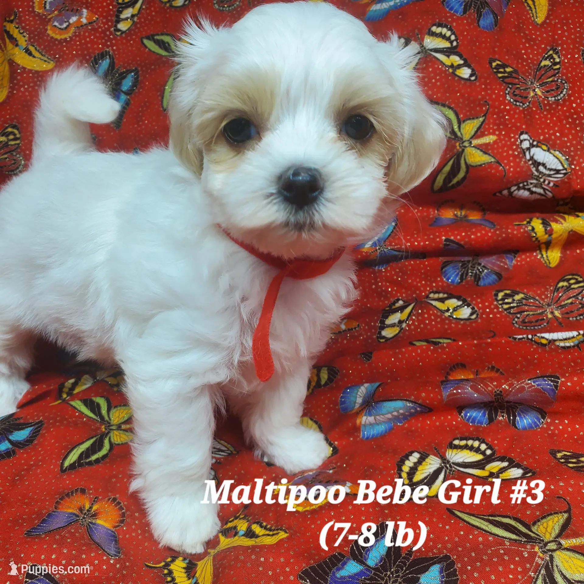 Bambi – Maltipoo Puppy for Sale in Fremont, OH | Puppies.com