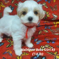 Bambi, a female Maltipoo for sale in Fremont, OH – 1 of 7