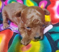 Candy, a female Poodle - Toy  for sale in Fremont, OH – 7 of 7