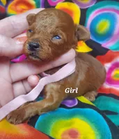 Candy, a female Poodle - Toy  for sale in Fremont, OH – 2 of 7