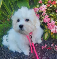 Bambi, a female Maltipoo for sale in Fremont, OH – 6 of 10