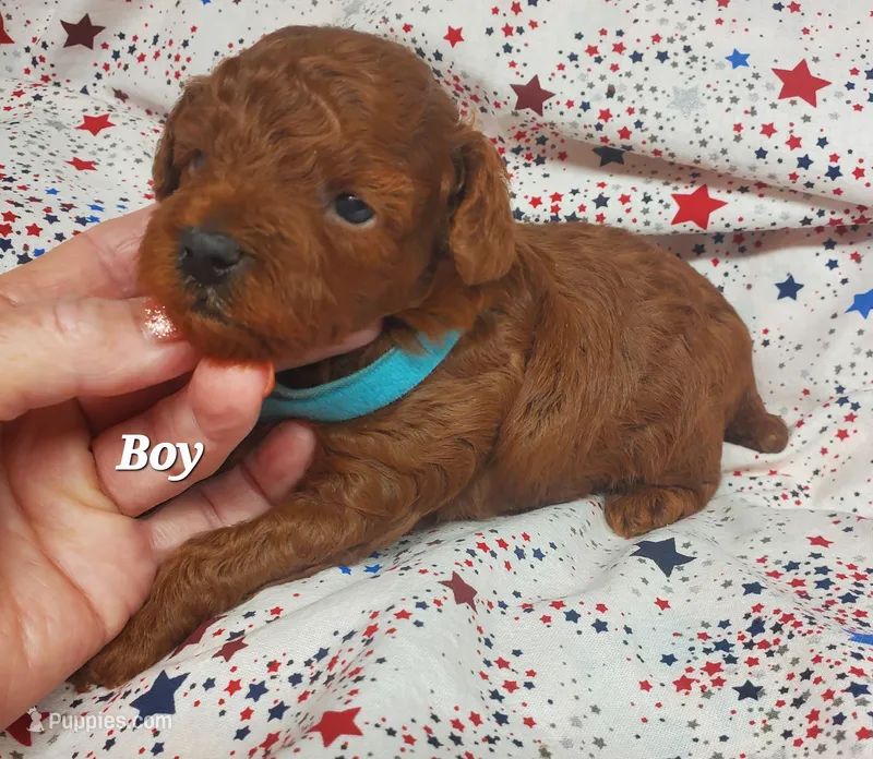 Toby – Poodle - Toy  puppy for sale in Fremont, OH
