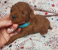 Toby, a male Poodle - Toy  for sale in Fremont, OH – 1 of 6