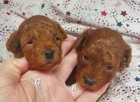 Toby, a male Poodle - Toy  for sale in Fremont, OH – 3 of 6