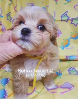QT Pie, a female Maltipoo for sale in Fremont, OH – 6 of 7