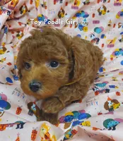 Dandy, a female Poodle - Toy  for sale in Fremont, OH – 10 of 10