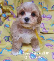 QT Pie, a female Maltipoo for sale in Fremont, OH – 7 of 7