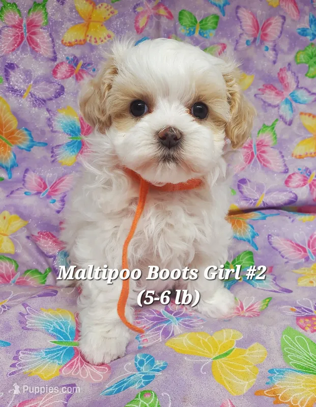 Bella – Maltese, Poodle - Toy  puppy for sale in Fremont, OH