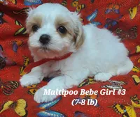 Bambi, a female Maltipoo for sale in Fremont, OH – 4 of 7