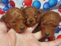 Billy, a male Poodle - Toy  for sale in Fremont, OH – 3 of 7