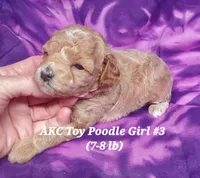 Socks, a female Poodle - Toy  for sale in Fremont, OH – 2 of 10