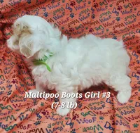 Ginny, a female Maltese and Poodle - Toy  for sale in Fremont, OH – 6 of 6