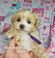Boots, a female Maltese and Poodle - Toy  for sale in Fremont, OH – 9 of 9