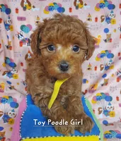 Dandy, a female Poodle - Toy  for sale in Fremont, OH – 5 of 10