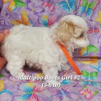Bella, a female Maltese and Poodle - Toy  for sale in Fremont, OH – 7 of 10