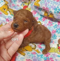 Rosie, a female Poodle - Toy  for sale in Fremont, OH – 1 of 7