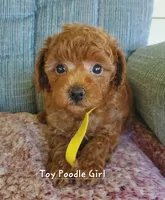 Dandy, a female Poodle - Toy  for sale in Fremont, OH – 3 of 10