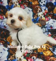 Freddie, a male Maltipoo for sale in Fremont, OH – 5 of 6