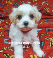 Bambi, a female Maltipoo for sale in Fremont, OH – 3 of 7