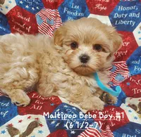 Tommy, a male Maltipoo for sale in Fremont, OH – 2 of 7