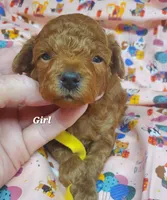 Dandy, a female Poodle - Toy  for sale in Fremont, OH – 1 of 7