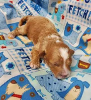 Billy Bob, a male Poodle - Toy  for sale in Fremont, OH – Photo 5 of 8