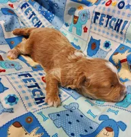 Billy Bob, a male Poodle - Toy  for sale in Fremont, OH – Photo 3 of 8