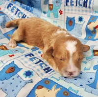 Billy Bob, a male Poodle - Toy  for sale in Fremont, OH – Photo 2 of 8