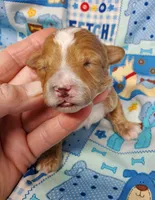 Billy Bob, a male Poodle - Toy  for sale in Fremont, OH – Photo 7 of 8