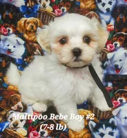 Freddie, a male Maltipoo for sale in Fremont, OH – 2 of 6